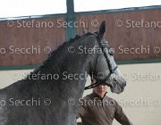 Berlin dei Folletti TosTour2013- S5 3013 : Arezzo, Arezzo Equestrian Centre, Berlin dei Folletti, Cavalli d'Italia, Toscana Tour 2013, foto di Stefano Secchi ©